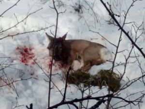 Косуля забрела в город. Ее выпустили на волю