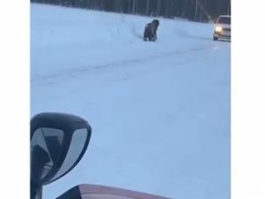 Видеофакт: В Якутии медведи бегают по дороге между машинами