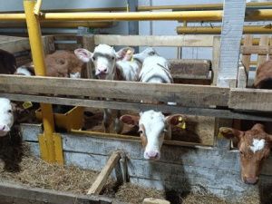 В Якокит пришла весна, прорастают семена!