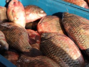 На выставке-ярмарке «Продовольствие-2024» определили лучшую продукцию