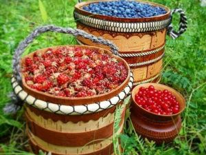 Минэкологии Якутии определило сроки массового сбора ягод и плодов