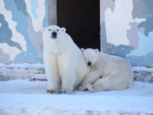 Белого медвежонка из якутского зоопарка увезли на Урал