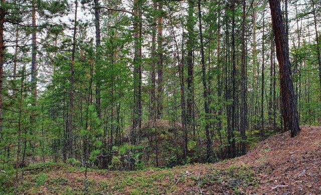 При строительстве дороги незаконно вырубили более сотни деревьев