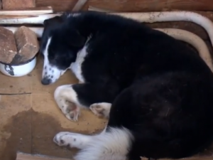 В Ленске массово травят собак: Пострадали даже те животные, которых выгуливали на поводке