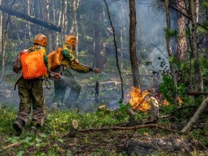 За сутки в республике ликвидировано 5 лесных пожаров