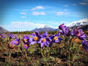 Подснежники проснулись. Значит, в Якутии теплые дни не за горами