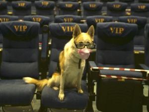 Видеофакт: В кинотеатре Якутска прошел первый в России кинопоказ для собак