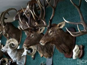 В Якутске открылась выставка трофеев «Охота и охотничьи традиции»