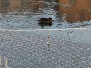 Мэр Якутска пообещала спасти замерзающую утку на озере Щорса