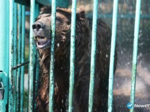 Зоопарк «Орто Дойду» оштрафовали за нарушение правил содержания животных