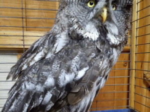 На Вилюйском тракте автомобилист сбил сову