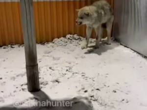 Волк в окружении: напряженная ситуация в Верхневилюйском районе