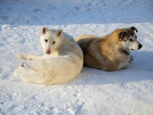 В Якутии по факту обнаружения изувеченных трупов собак возбуждены уголовные дела