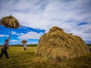 Якутск закупит 750 тонн сена