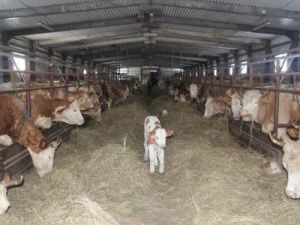 Подведены предварительные итоги 2022 года в агропромышленном секторе Якутии