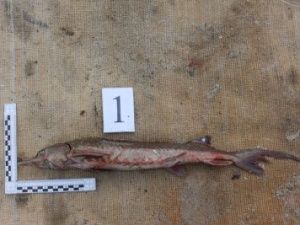 У реки Вилюй задержали рыбаков-браконьеров. Ущерб оценен в 350 тысяч рублей