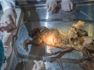 Научная сенсация: Геномы найденных в Якутии Туматских щенков ледникового периода расшифрованы