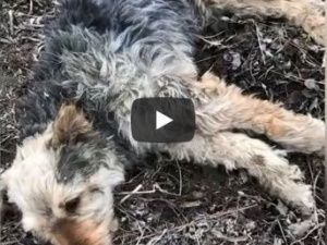 В Мирном полицейские установили личности молодых людей, избивших до смерти собаку