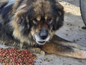 В Якутске ищут хозяина собаки, напавшей на ребенка