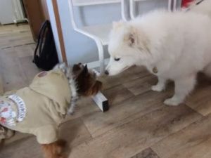 Как получить прививку против бешенства и зарегистрировать питомца в Якутске