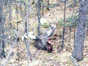 Якутские экологи установили браконьера, убившего запутавшегося в ВОЛС лося