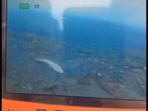 Минэкологии Якутии проводит проверку в связи с обнаружением погибшей рыбы в реке Аллах-Юнь