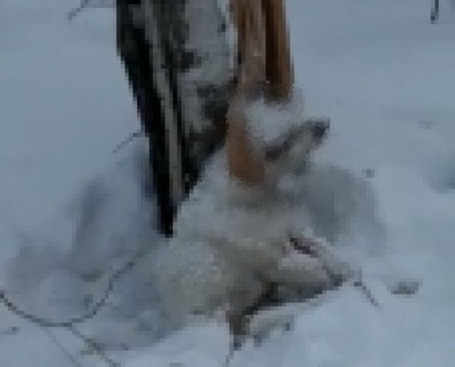 В Якутии начали вешать собак после нападения на ребенка