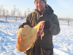 Глава Якутии принял участие в традиционном забое скота