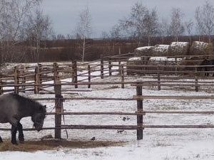 Пять лошадей ждут своих владельцев в пункте передержки сельскохозяйственных животных