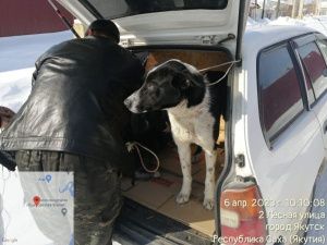 В Якутске за неделю отловили 72 собаки
