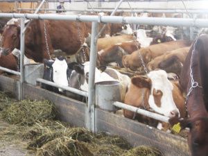 Директор «Ассоциации строителей АЯМ» Егор ФРОЛОВ: Квалифицированных специалистов на Севере не хватает!