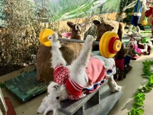 Зайцы-спортсмены и ондатра-супермен: необычные чучела животных делает таксидермист из Якутии