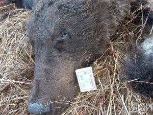 Разорванную тушу медведя обнаружили в пяти км от села в Верхневилюйском районе Якутии