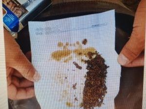 Житель Якутии собрал дикорастущую коноплю и тут же на месте изготовил наркотик