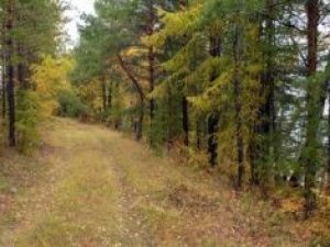 Мужчина незаконно вырубил 88 лиственниц