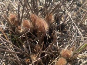 В селе Черкёх у музея расцвели первые подснежники