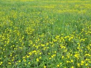 Уникальное якутское животное воссоздадут в лаборатории