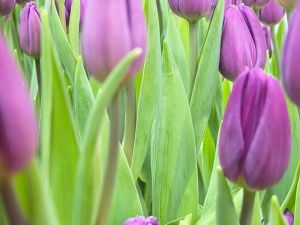 К 8 Марта: семья из Бердигестяха вырастила 5000 тюльпанов редких сортов в суровом климате Якутии