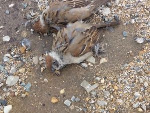 Массовая гибель воробьев в Якутске, скорее всего, связана с отравлением