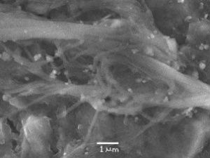 Древнейшие грибы обнаружены в Якутии