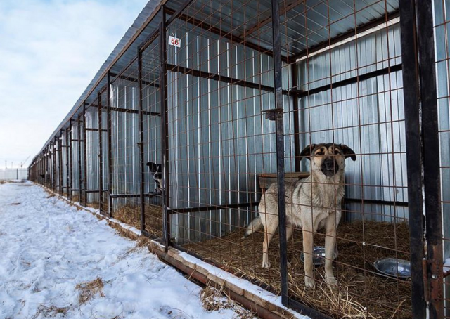 В Якутске собак из временного пункта передержки на Автодорожной перевезут в ППБЖ на Очиченко