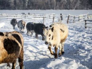 Ученые обнаружили у якутских коров особый ген «морозоустойчивости»