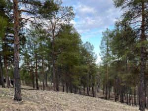 Жителям Якутска напоминают об охране и защите лесов