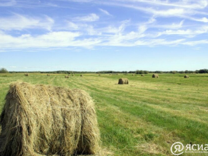 В Якутии завершается кормозаготовительная кампания