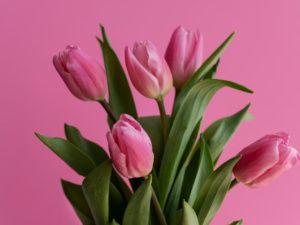 Горожане могут сообщить о случаях незаконной реализации цветов на территории города Якутска