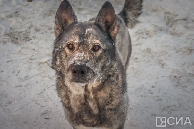 Якутянам рассказали, куда обращаться, если сосед отпускает собаку на самовыгул
