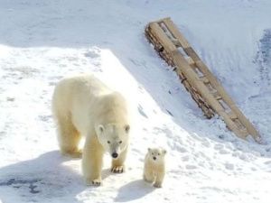 Как в мороз выживают животные в самом северном зоопарке?