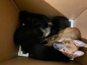 Жительница Якутска держала 16 (!) собак в комнате общежития и не убирала за ними…