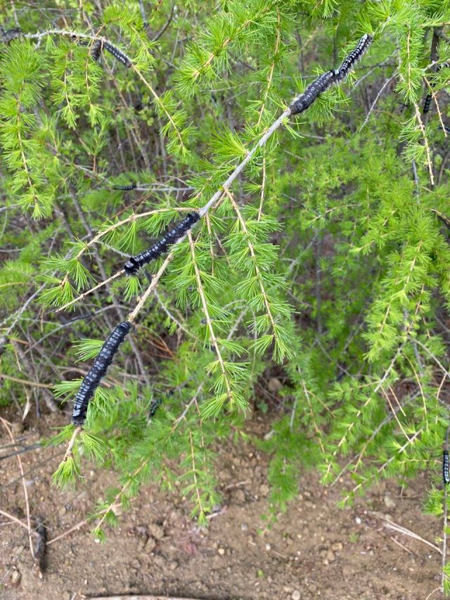 В Якутске и двух улусах начали обрабатывать лес от шелкопряда