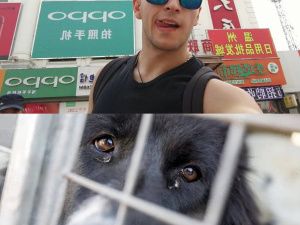 "СОБАЧИЙ ВОПРОС": ПРОВЕРКА ПОСТАВИЛА АДМИНИСТРАЦИИ НЕРЮНГРИ ТВЕРДЫЙ "НЕУД"